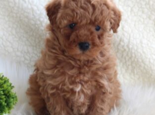 Fluffy                   Female Miniature Poodle Puppy