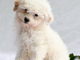 Hercules                   Male Miniature Poodle Puppy