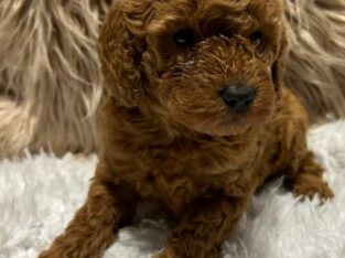 Lucy OFA                    Female Miniature Poodle Puppy