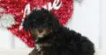 Pearl                   Female Miniature Poodle Puppy