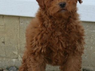 Polly                   Female Miniature Poodle Puppy