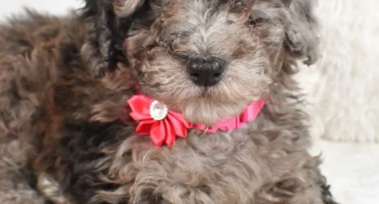 Wanda Moyen                   Female Miniature Poodle Puppy